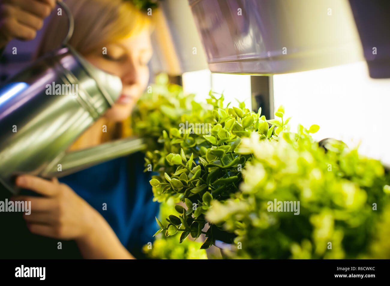 La donna si riversa da un annacquamento piante verdi in vaso in camera, appeso alla parete con illuminazione in una fila. bellissima ragazza tenendo un annaffiatoio con acqua Foto Stock