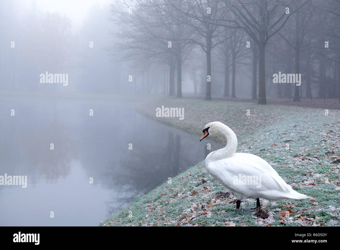 Kassel, Germania. 05 Dic, 2018. Un cigno si erge nel gelido e nebbiosa mattina in Karlsaue sopra la cucina del fossato. Credito: Uwe Zucchi/dpa/Alamy Live News Foto Stock