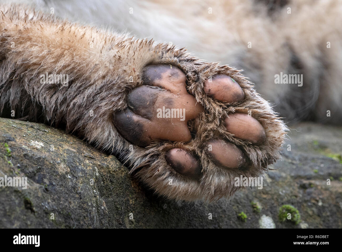Zampa posteriore di maschio adulto snow leopard mostra pad Foto Stock