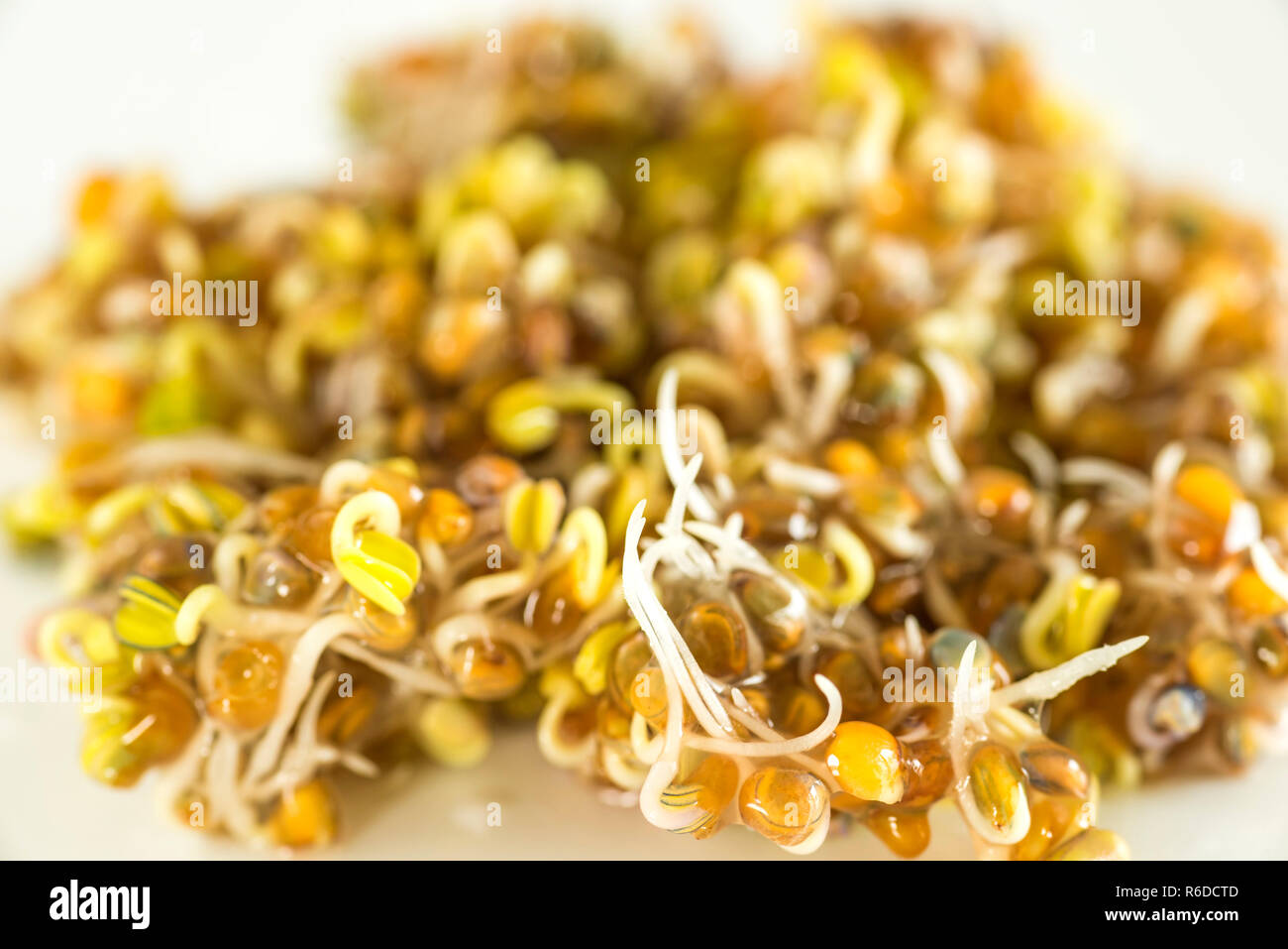 I germogli di rucola Foto Stock