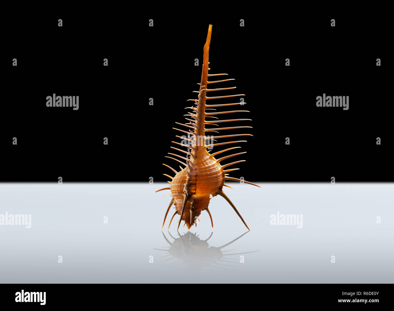 Welk shell, studio shot Foto Stock