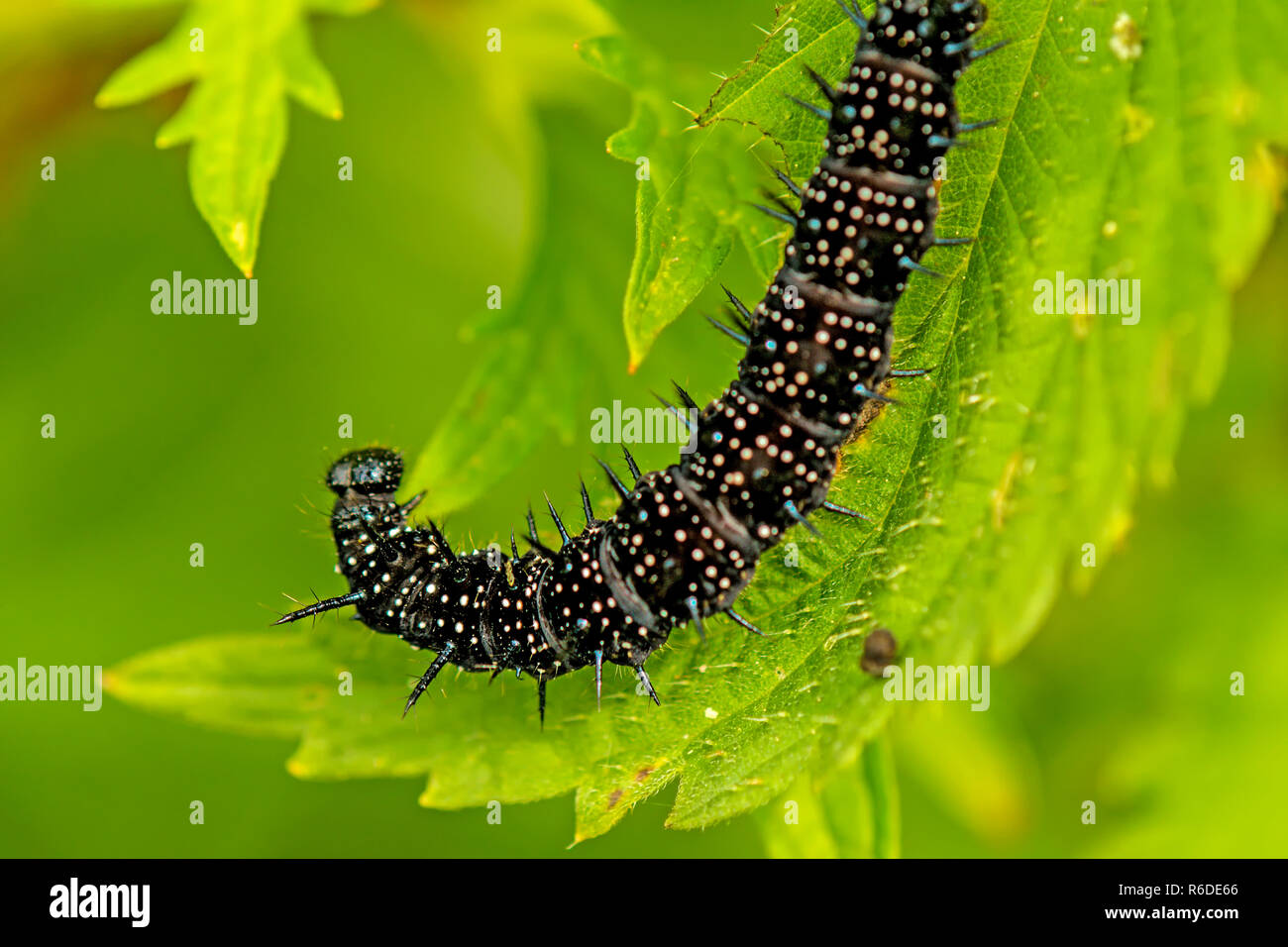 Caterpillar di farfalla pavone su Ortica Foto Stock