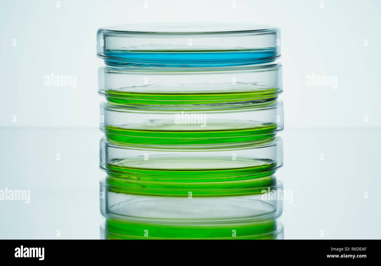 Il blu e il verde di liquidi in piastre petri, sfondo semplice Foto Stock