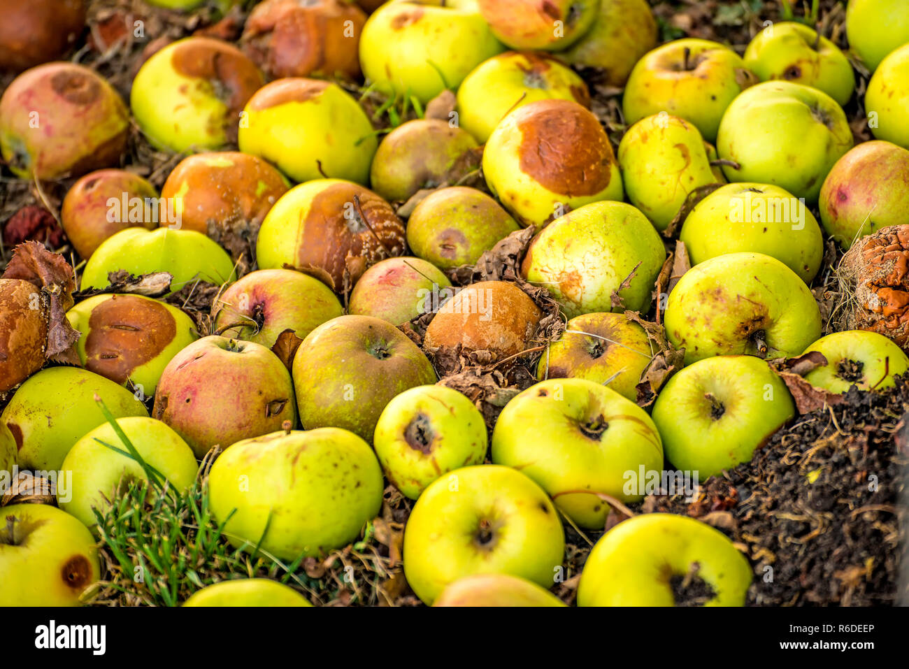 Mele marce su un mucchio di composto Foto Stock