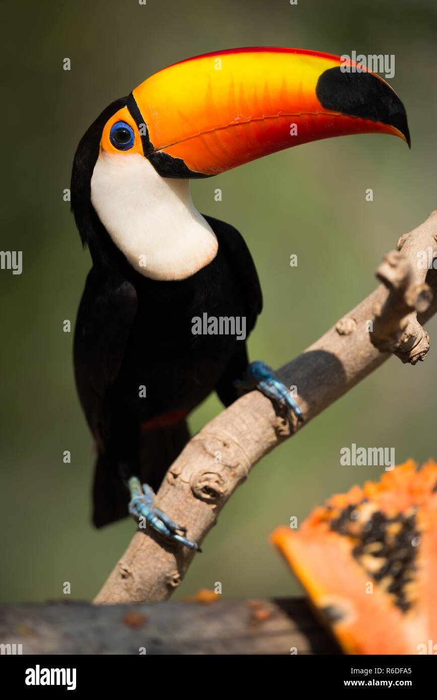 Close-up di toco toucan occhiatura papaya mezza Foto Stock
