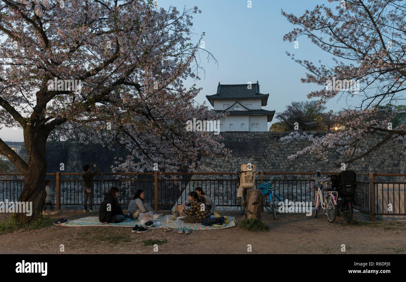 Serata di festa hanami sotto la fioritura dei ciliegi alberi presso il parco del Castello di Osaka, Giappone Foto Stock