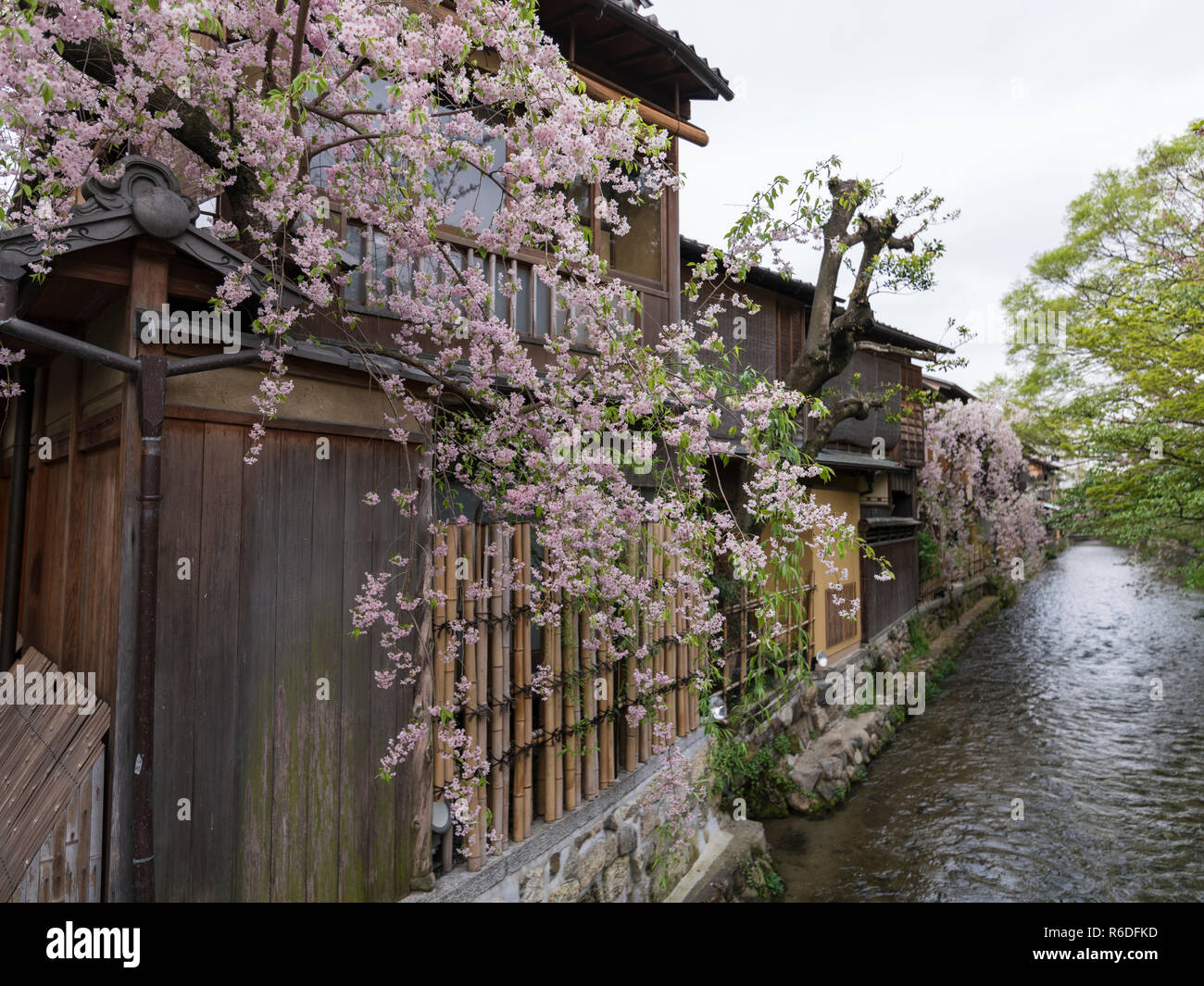 Case di legno dal fiume in fiore di ciliegio stagione nel quartiere di Gion a Kyoto, Giappone Foto Stock