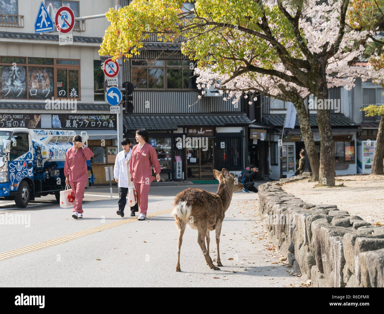 Il Cervo si aggira sulla strada di Miyajima, Giappone Foto Stock