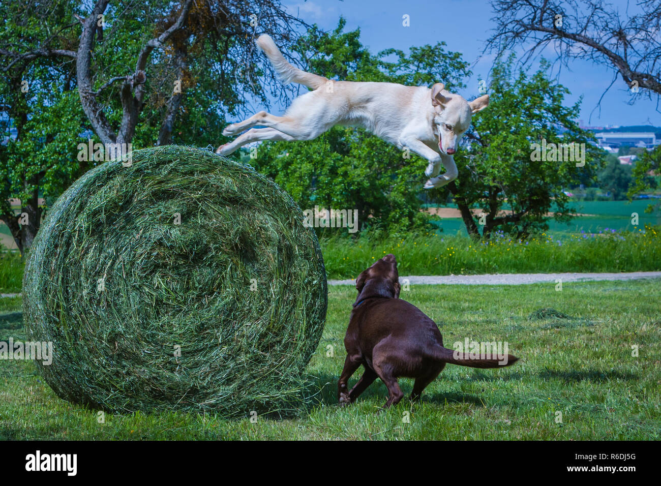 Hund springt von einem Heuballen Foto Stock