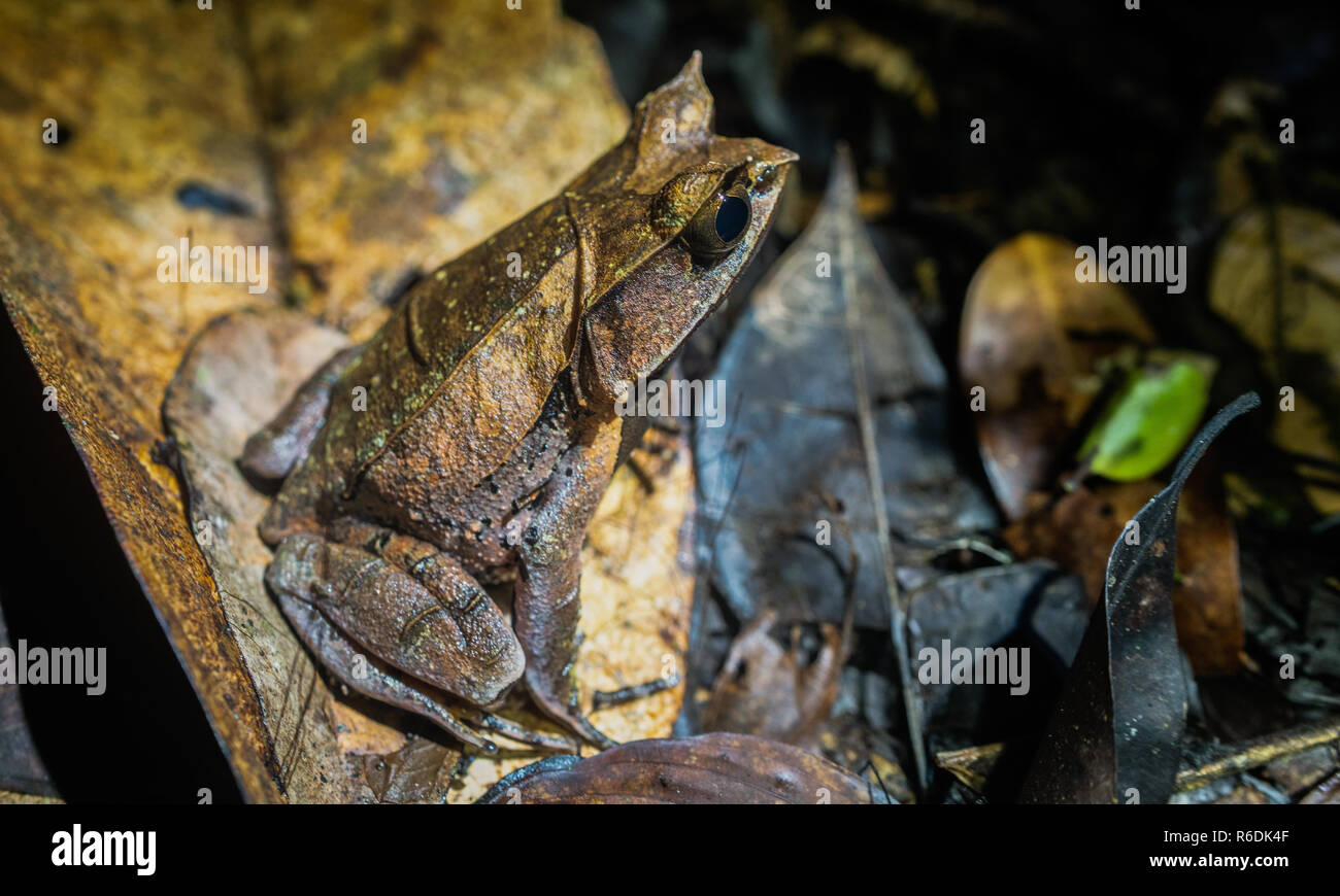 Borneo Rana Cornuta Foto Stock