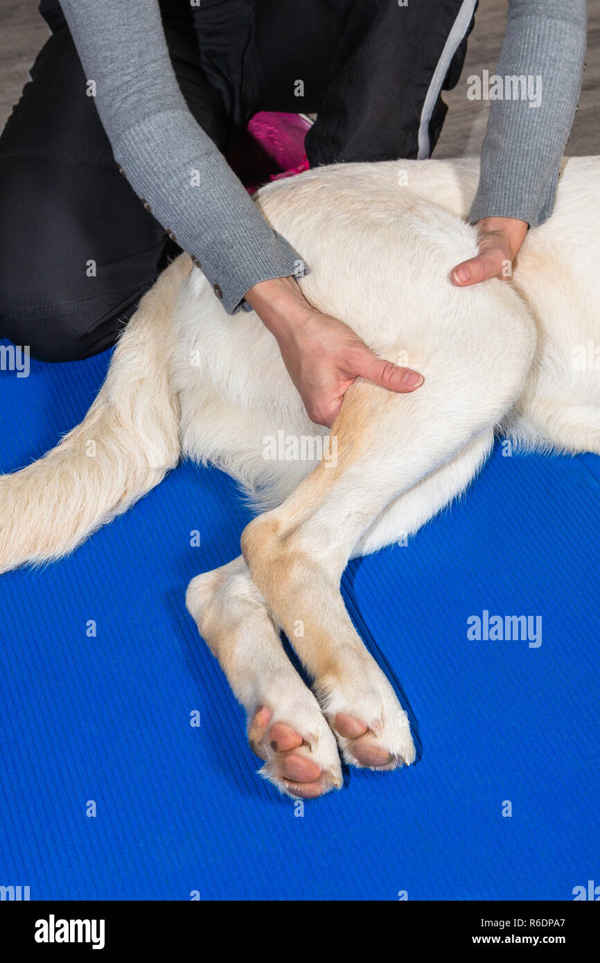 Behandlung eines Hundes Foto Stock