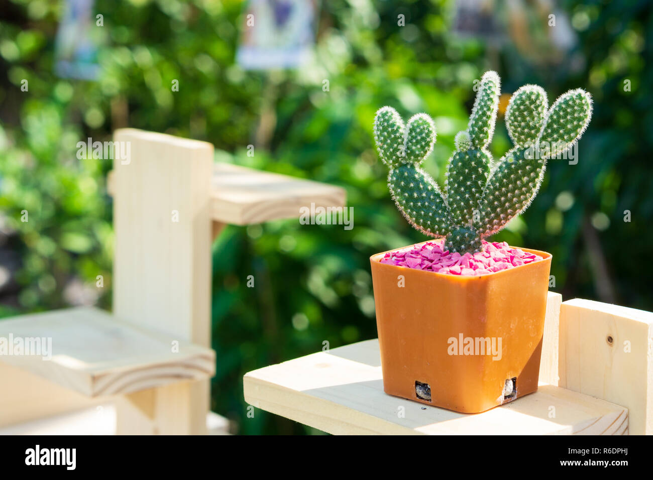 Outdoor verde piccola pianta di cactus nel piccolo vaso di fiori sul tavolo in legno Mobili da giardino in una giornata di sole. Foto Stock