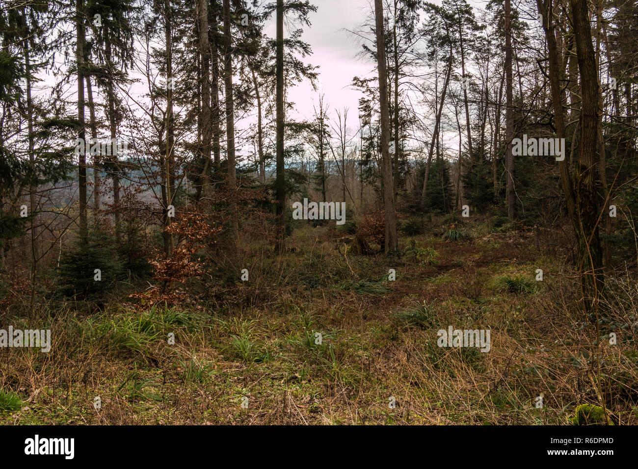La massa della foresta e alberi ad alto fusto Foto Stock