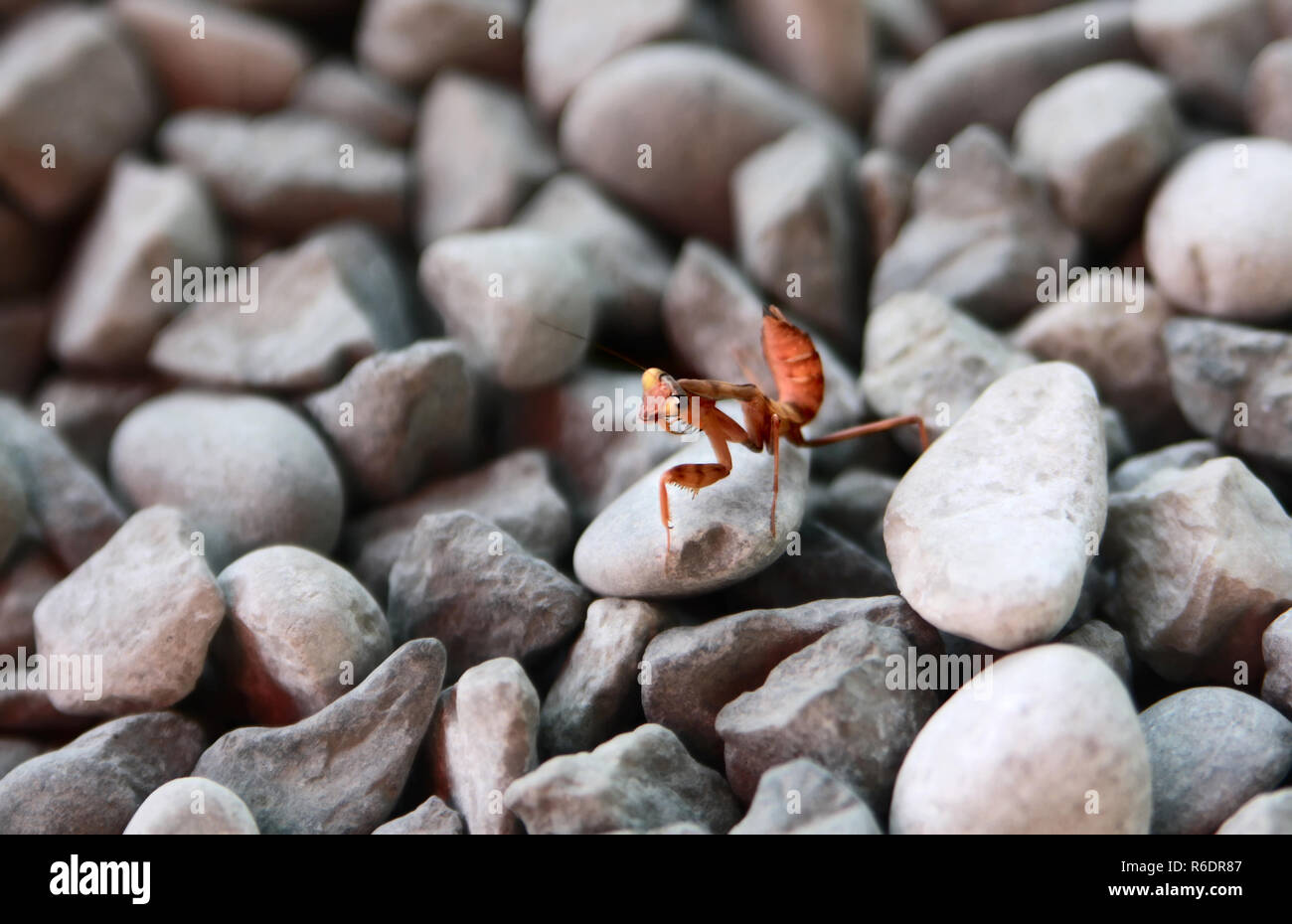 Il piccolo marrone crawl mantis su piccole pietre Foto Stock