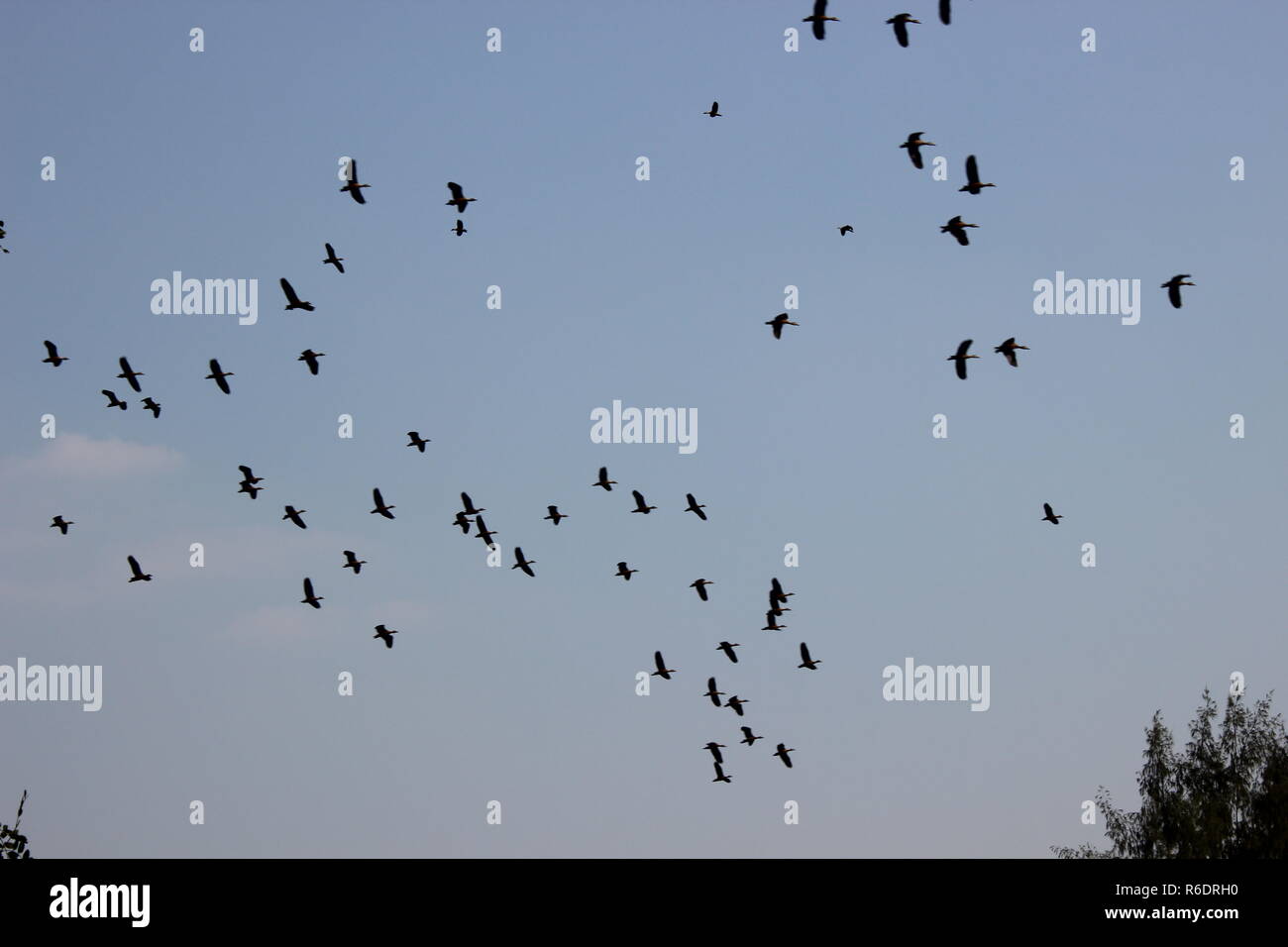 Gli uccelli volare nel cielo Foto Stock