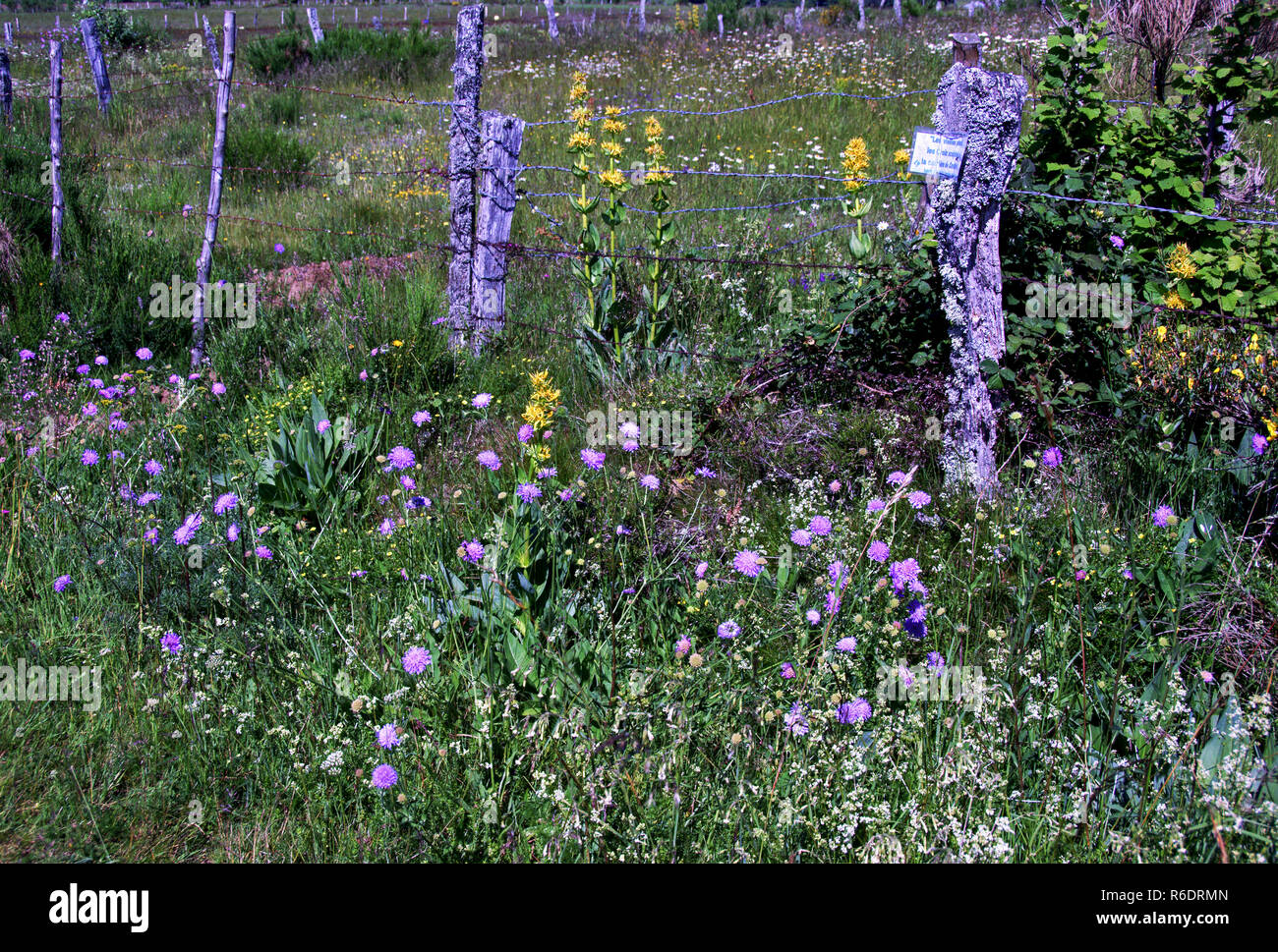 Francia.strada fiori selvaggi vicino Rodez.Dept 12.Aveyron. Foto Stock