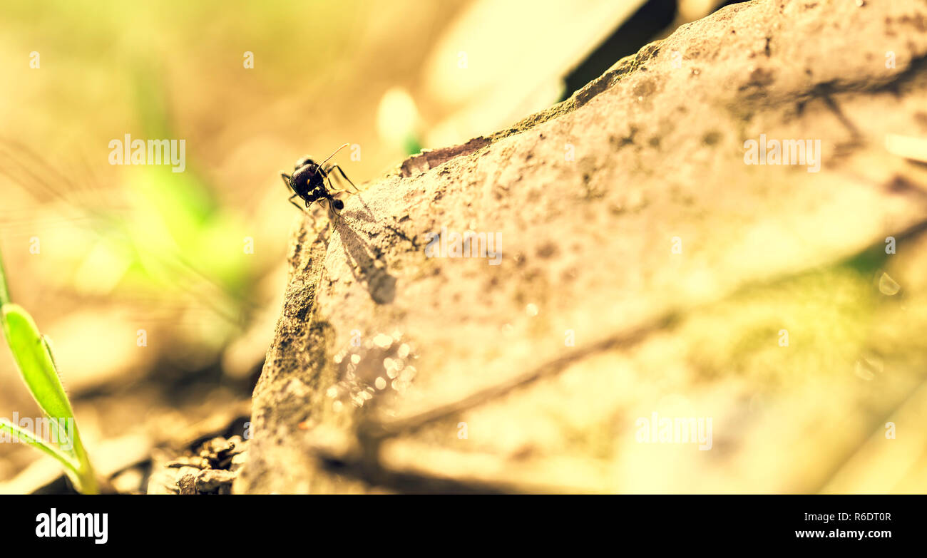 Big ant su una pietra la cattura con le sue ganasce una piccola formica dalla testa sulla giornata di sole Foto Stock