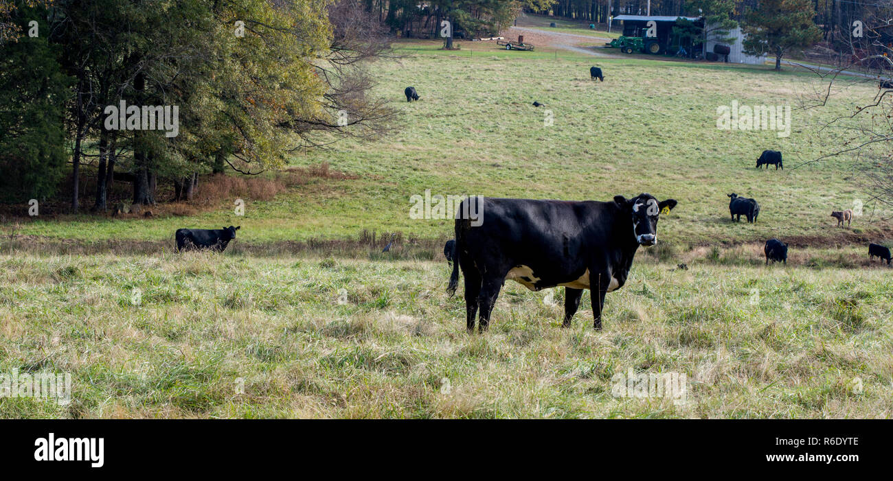 Mucca nera in piedi in pascolo con molte mucche in background Foto Stock