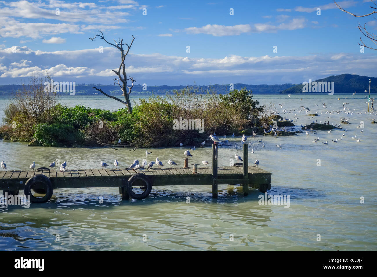 Gabbiani sul molo in legno, lago di Rotorua , Nuova Zelanda Foto Stock