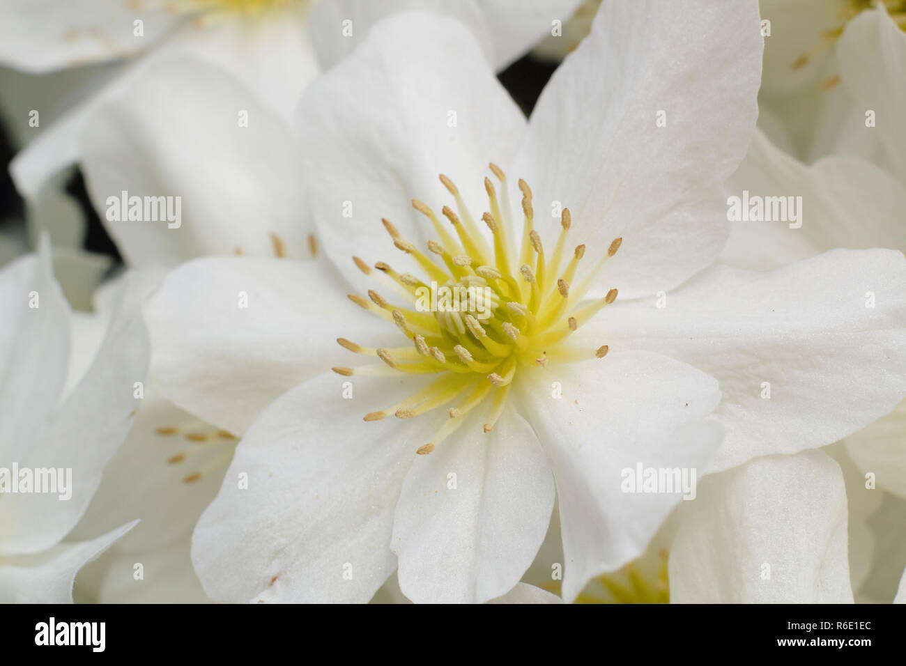 Clematis x cartmanii "valanga", un sempreverde clematide in fiore in primavera, REGNO UNITO Foto Stock