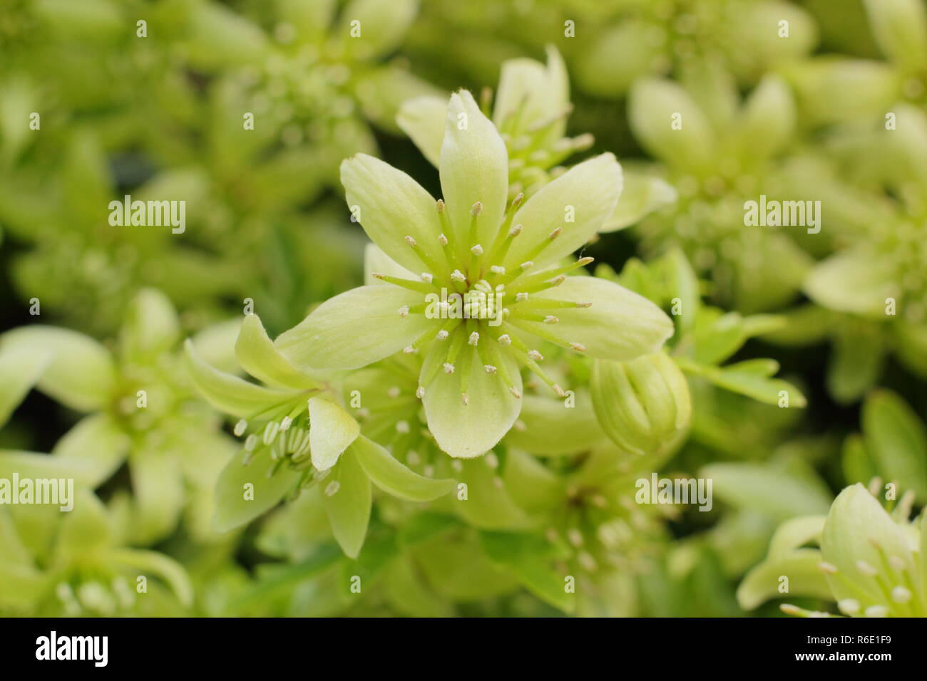 Fioriture primaverili di Clematis cartmanii fragrante Oberon, una particolarmente profumato, evergreen clematis in primavera, REGNO UNITO Foto Stock
