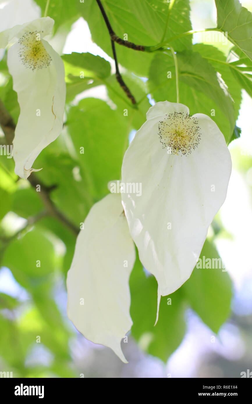 Davidia involucrata. I fiori del fazzoletto albero o albero di Ghost, in primavera, REGNO UNITO Foto Stock