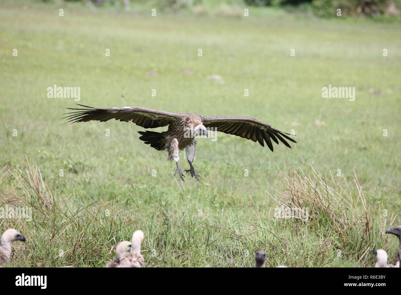 Wild Grifone savana Africa Kenya uccello pericolose Foto Stock
