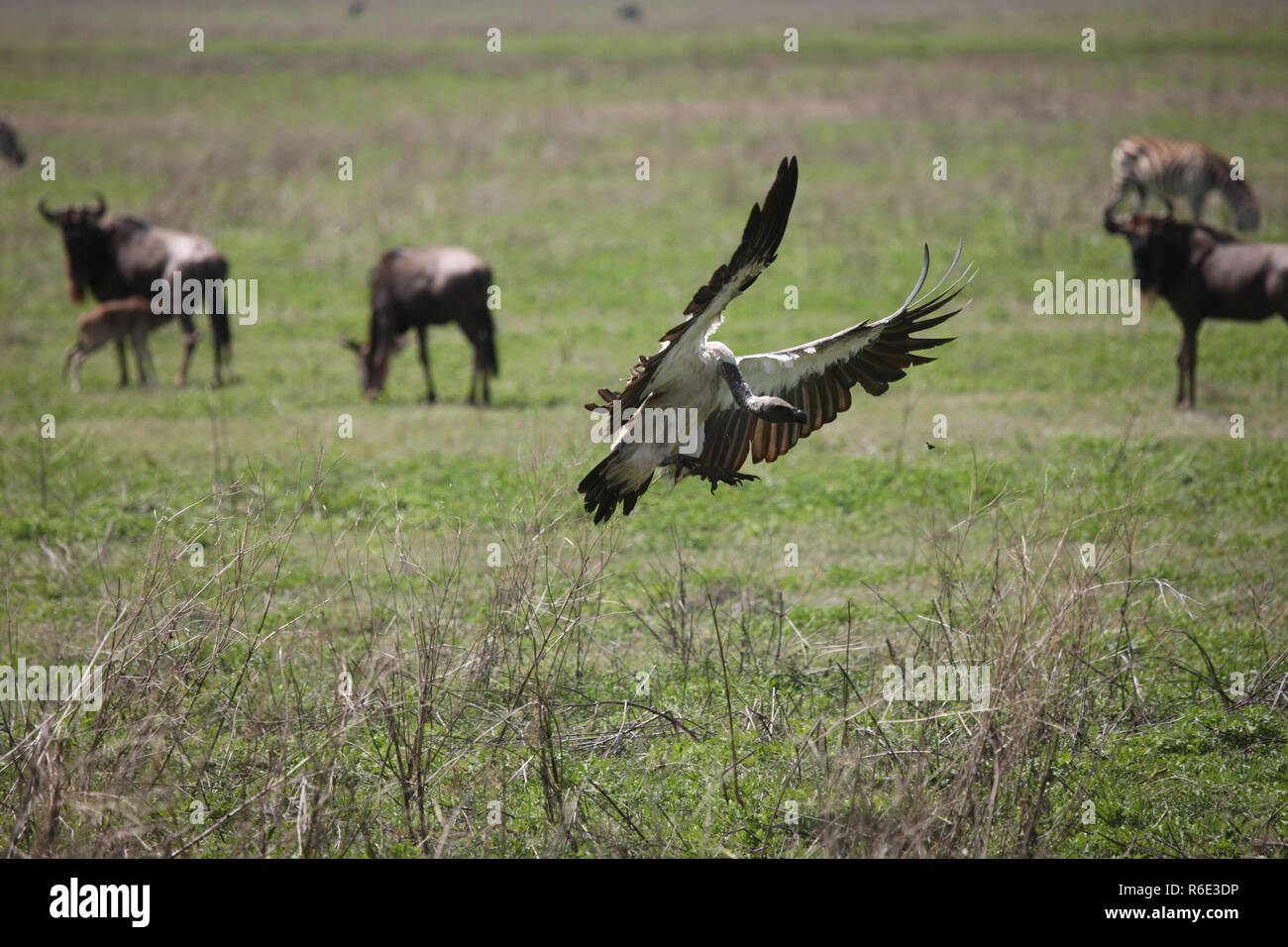 Wild Grifone savana Africa Kenya uccello pericolose Foto Stock