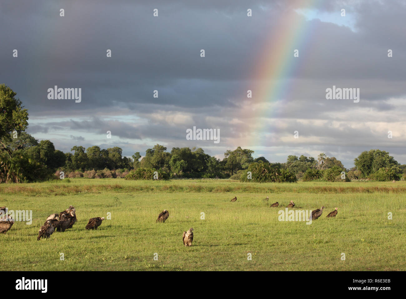 Wild Grifone savana Africa Kenya uccello pericolose Foto Stock
