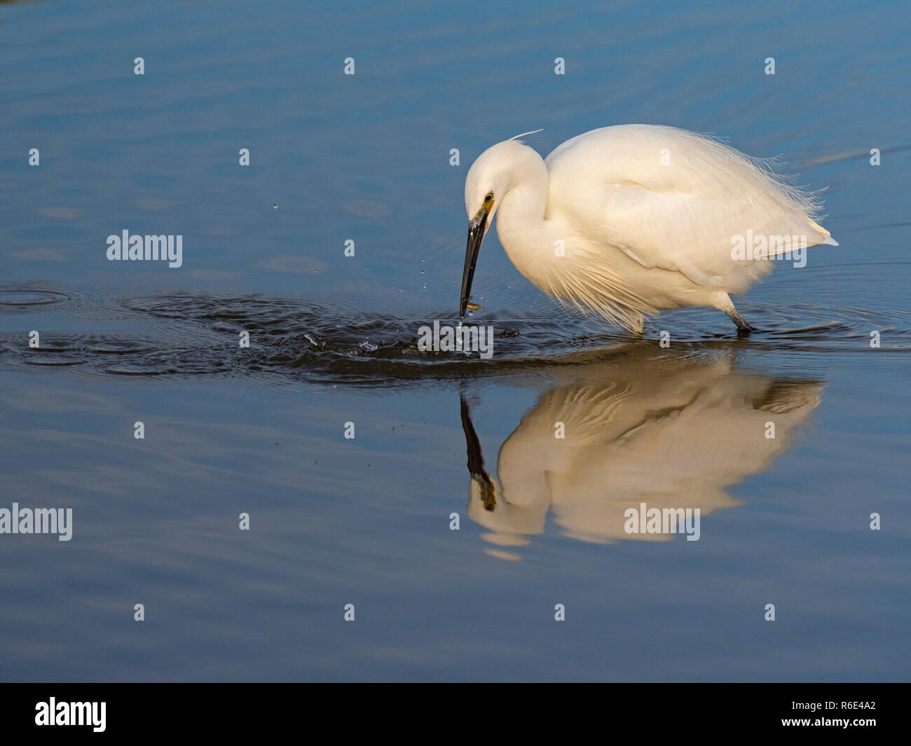 Little Egret Egretta garzetta sulla costa nord del Norfolk UK Foto Stock