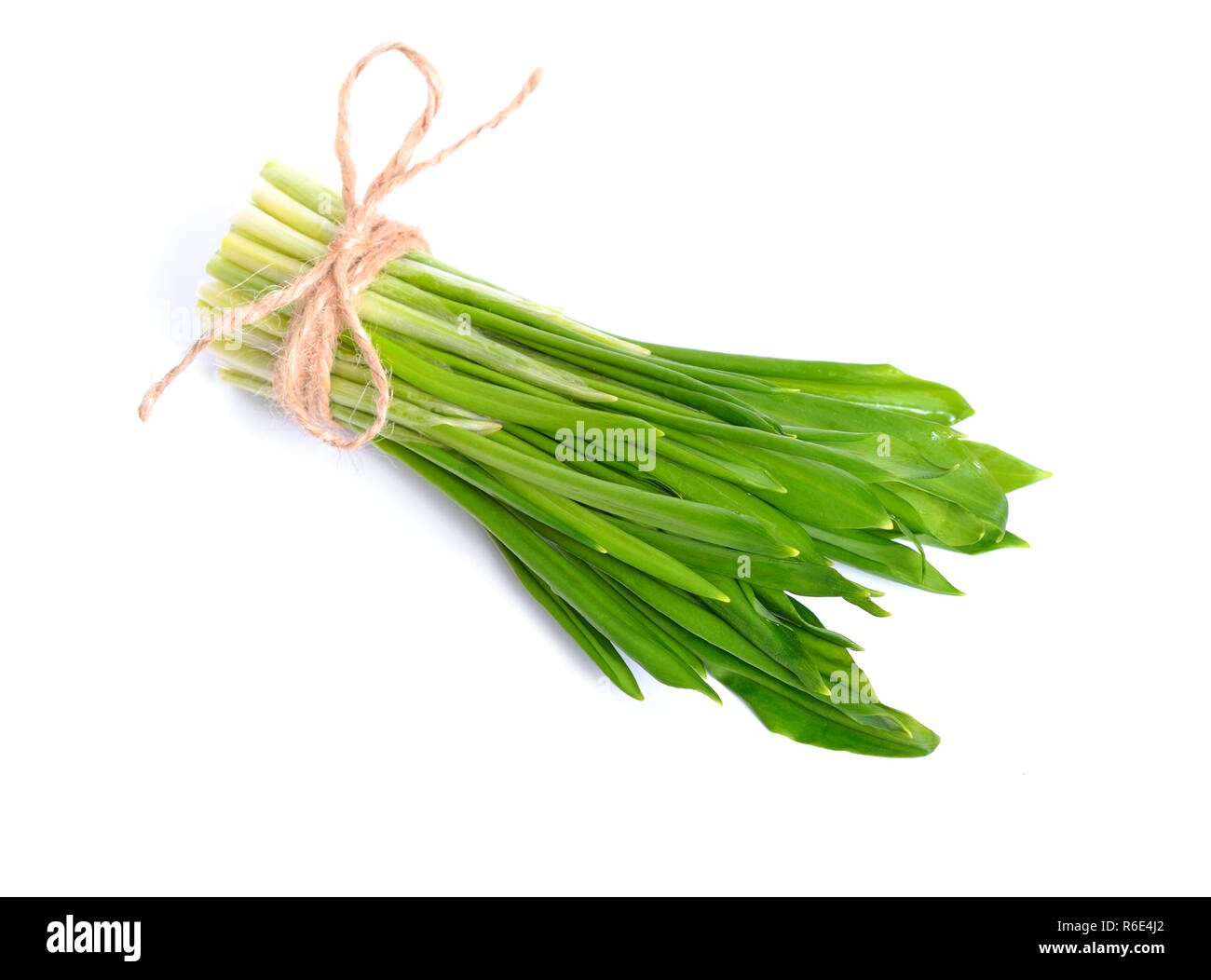 Allium ursinum - noto come ramsons, buckrams, aglio selvatico, di latifoglie, aglio Aglio in legno muniti di porro, o l'aglio orsino. Isolato. Foto Stock