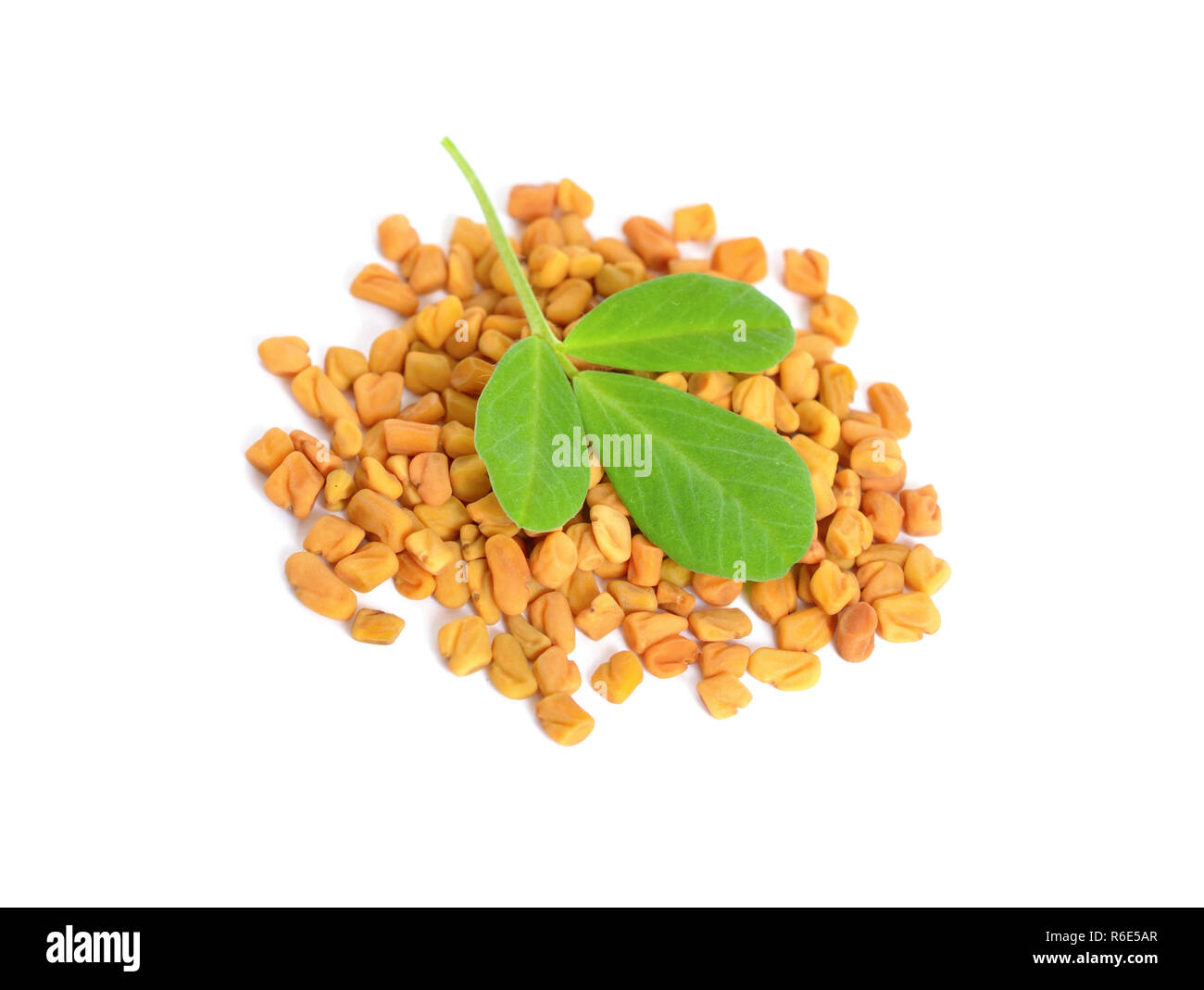 Fenugreek seme con leawes. (Trigonella foenum-graecum) Foto Stock