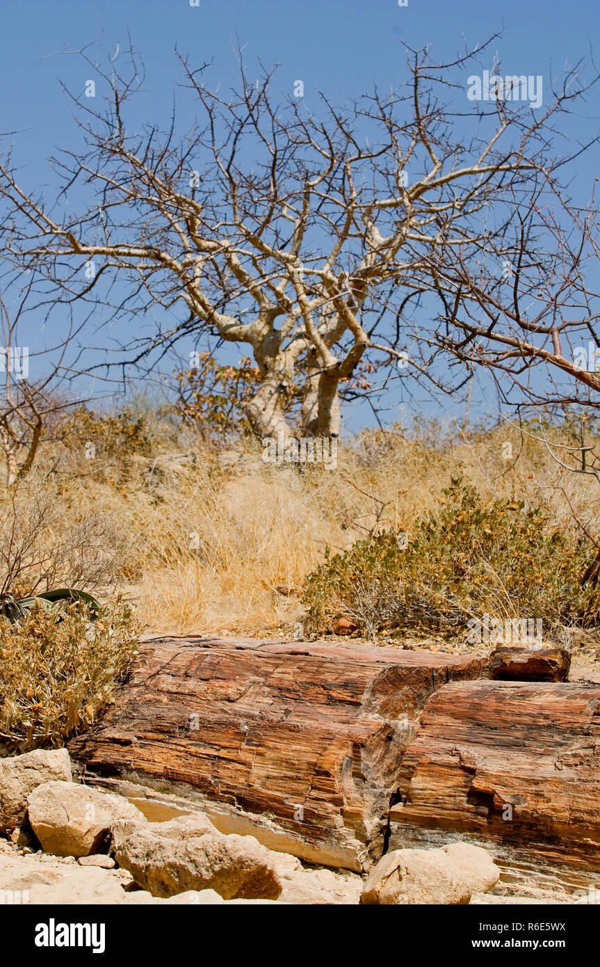 Alberi fossili presso il Parco Nazionale della Foresta Pietrificata In Damaraland, Namibia Foto Stock