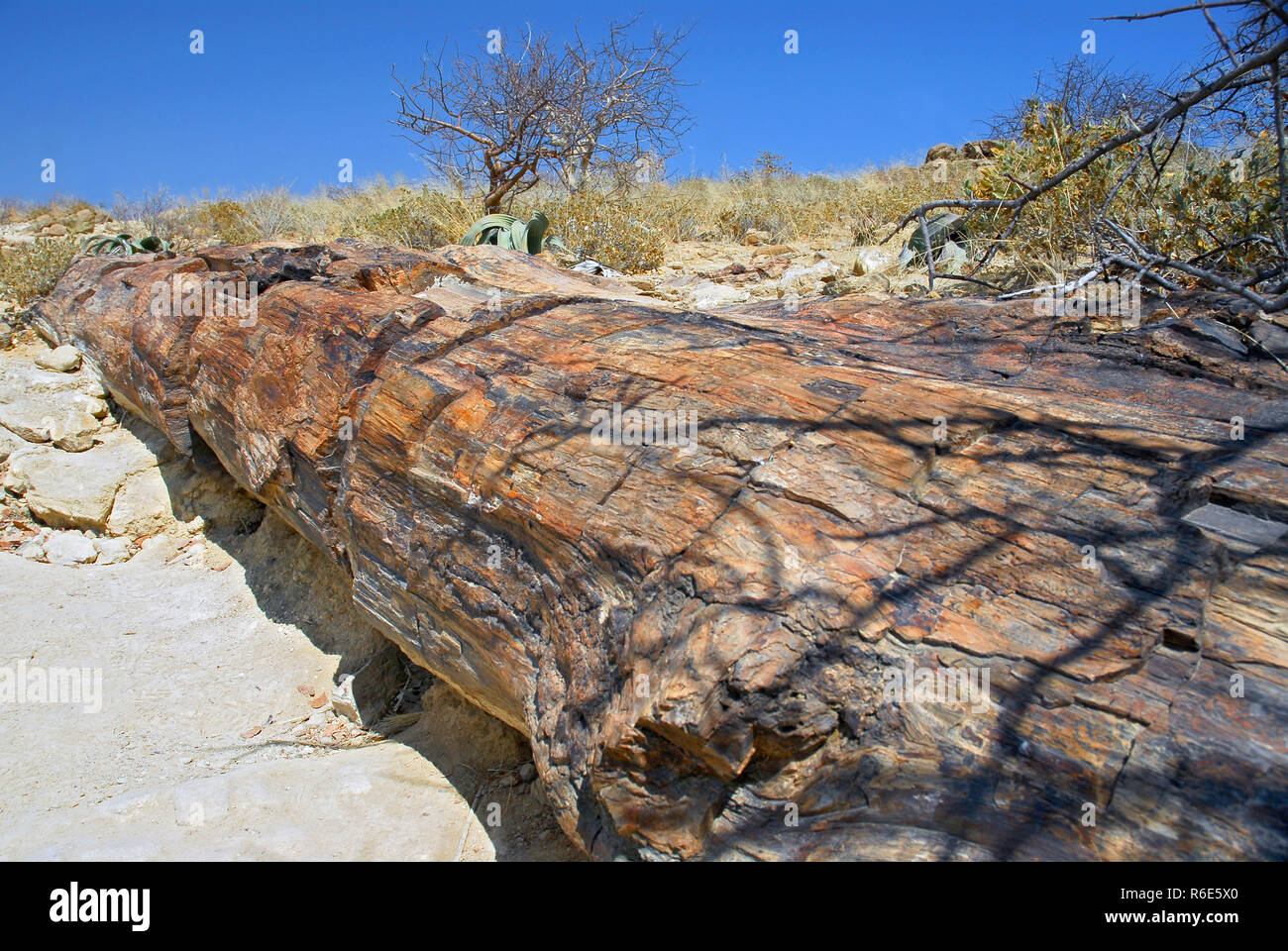 Alberi fossili presso il Parco Nazionale della Foresta Pietrificata In Damaraland, Namibia Foto Stock