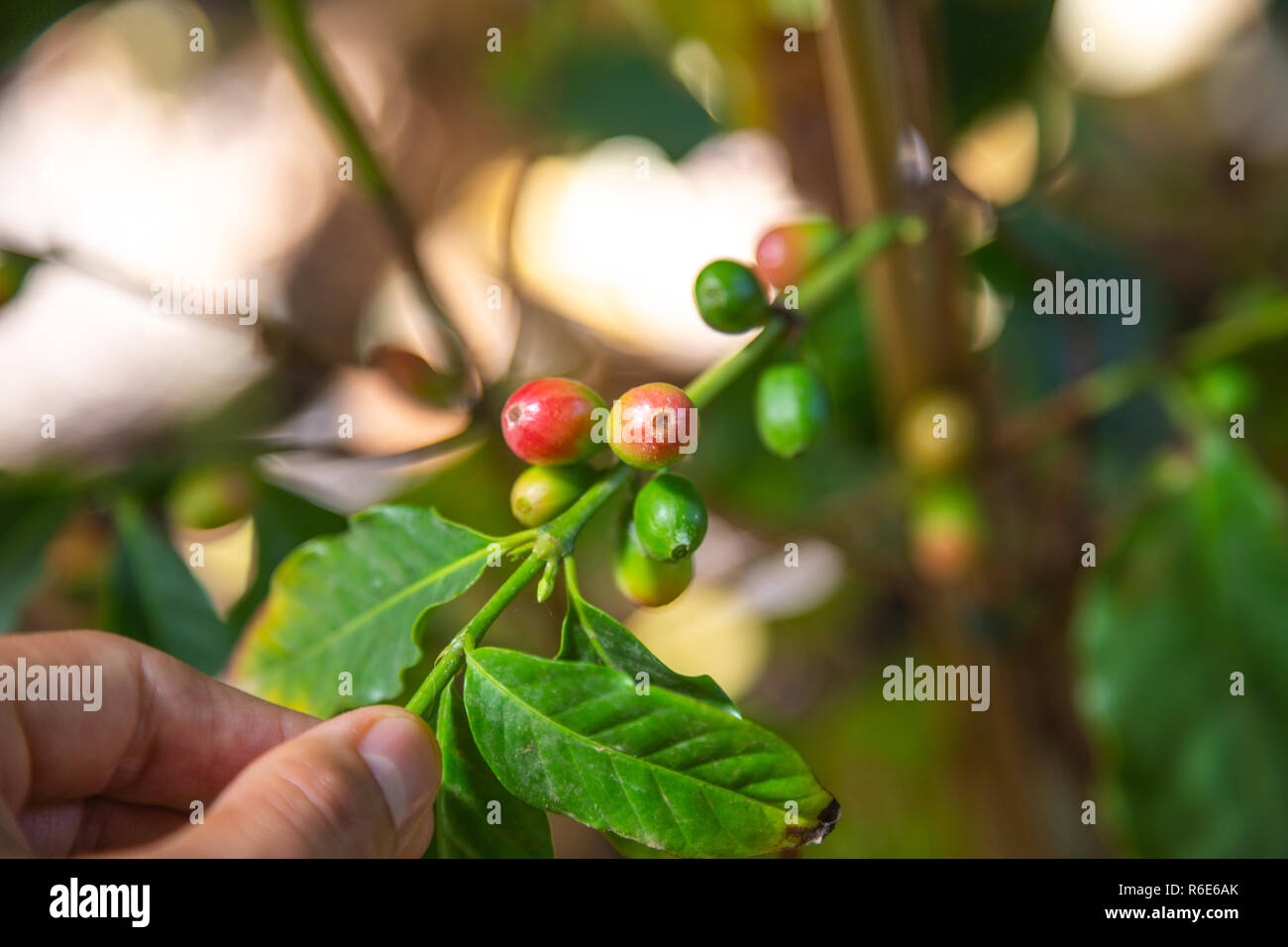 Vista dettagliata del caffè verde su un piccolo caffè organico plantation Foto Stock