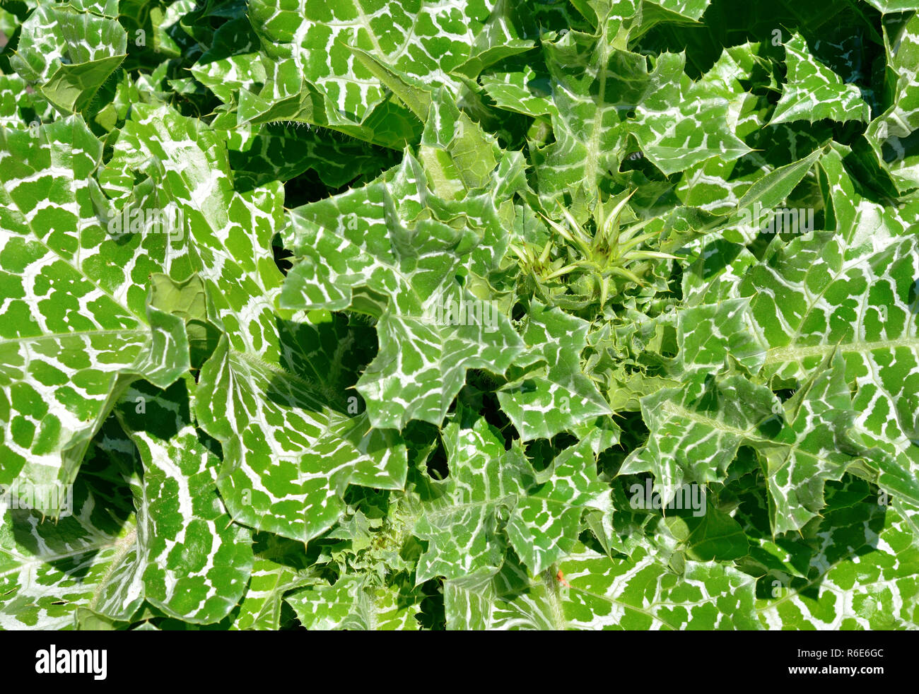 Silybum marianum ha altri nomi comuni includono cardus marianus, cardo, beata milkthistle, cardo mariano, Maria thistle, Saint Mary's thistle Foto Stock
