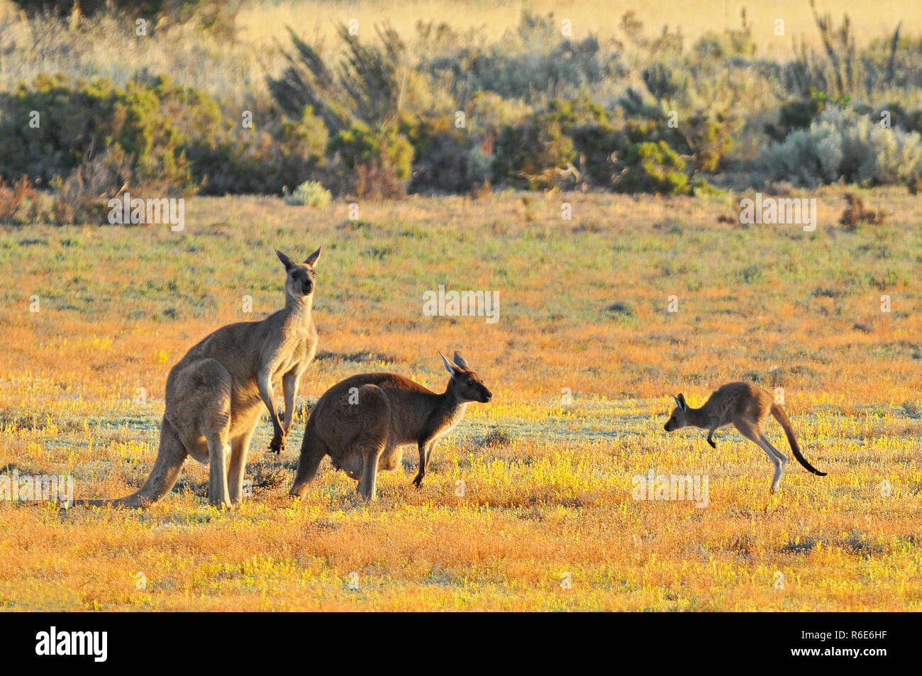 Maschio e femmina grigio orientale canguri (Macropus giganteus), il Parco Nazionale di Coorong Australia Foto Stock
