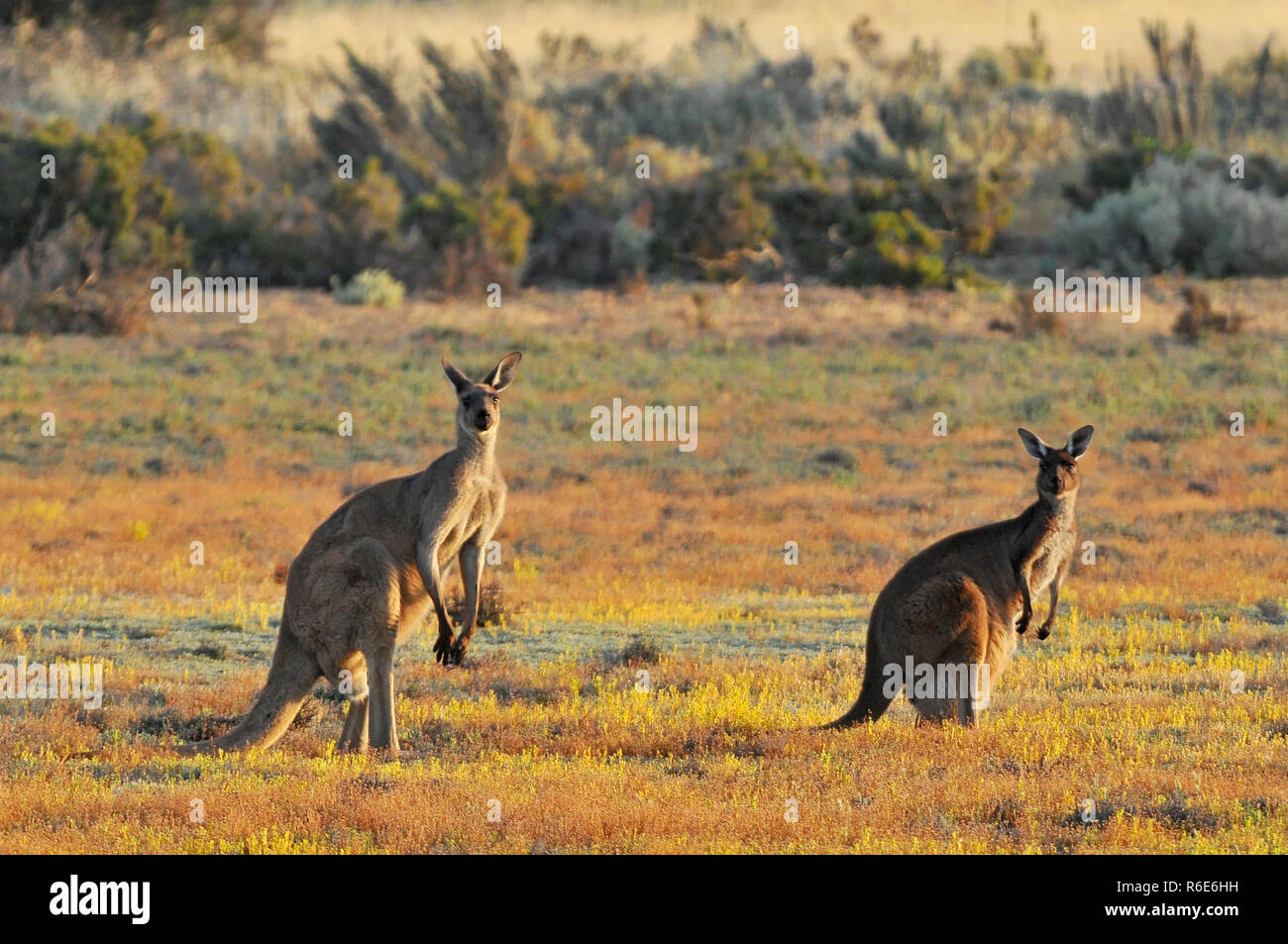Femmina, Maschio e Joey orientale i canguri grigio (Macropus giganteus), il Parco Nazionale di Coorong Australia Foto Stock
