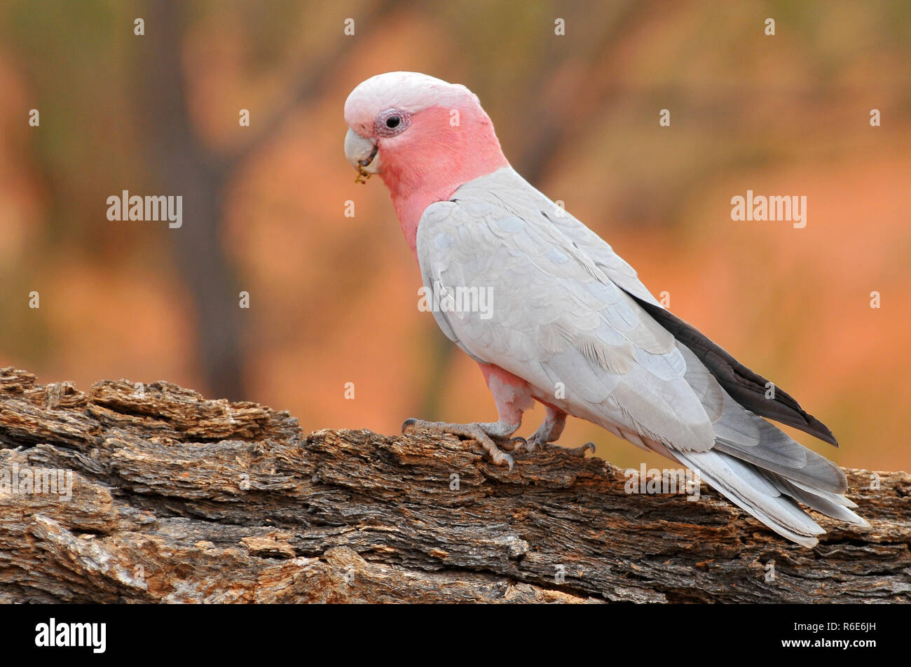 Il Galah (Eolophus Roseicapilla), noto anche come Rose-Breasted Cacatua, Galah Cockatoo, Roseate Cacatua o rosa e grigio, è uno dei più com Foto Stock