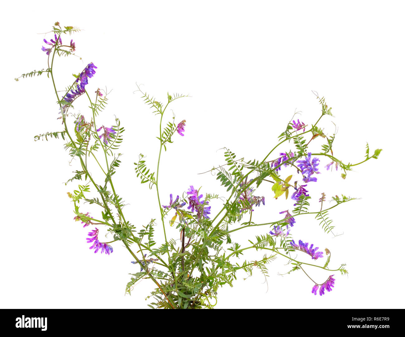 Vicia cracca (tufted vetch, mucca veccia, bird veccia, blu veccia, boreale vetch) isolato. Foto Stock