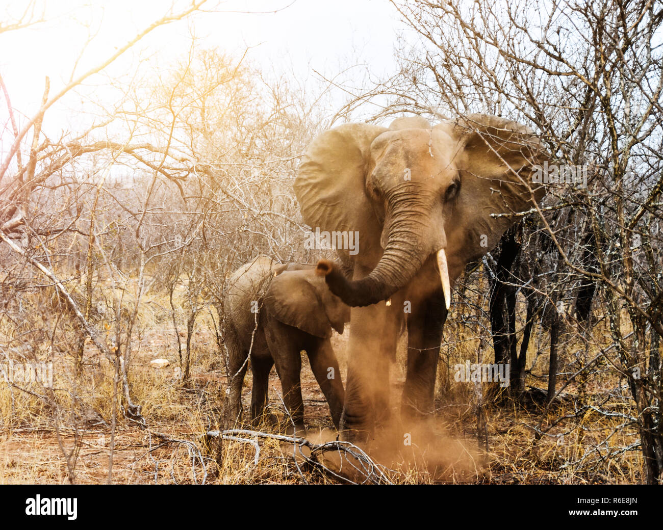 Elefante e vitello nella savana Foto Stock