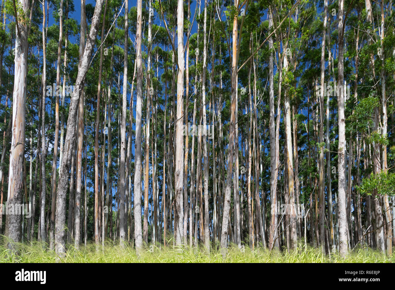 Pa'auilo, Hawaii - eucalipto linea di piantagioni di una strada rurale sopra l'Oceano Pacifico. Migliaia di acri di alberi di eucalipto sono stati piantati dopo th Foto Stock
