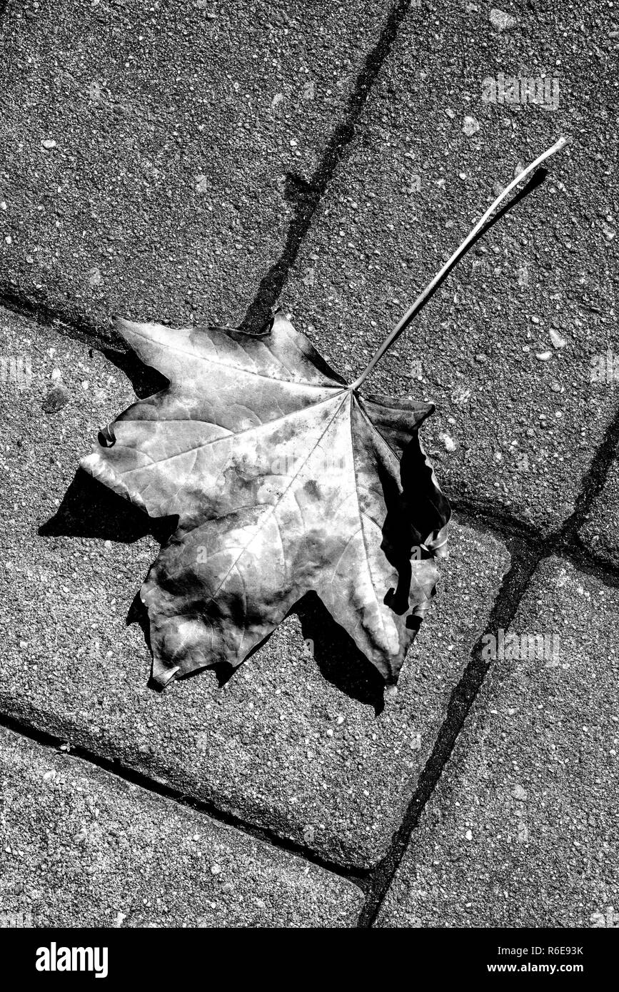 Autunnale foglia dipinta su una strada Foto Stock