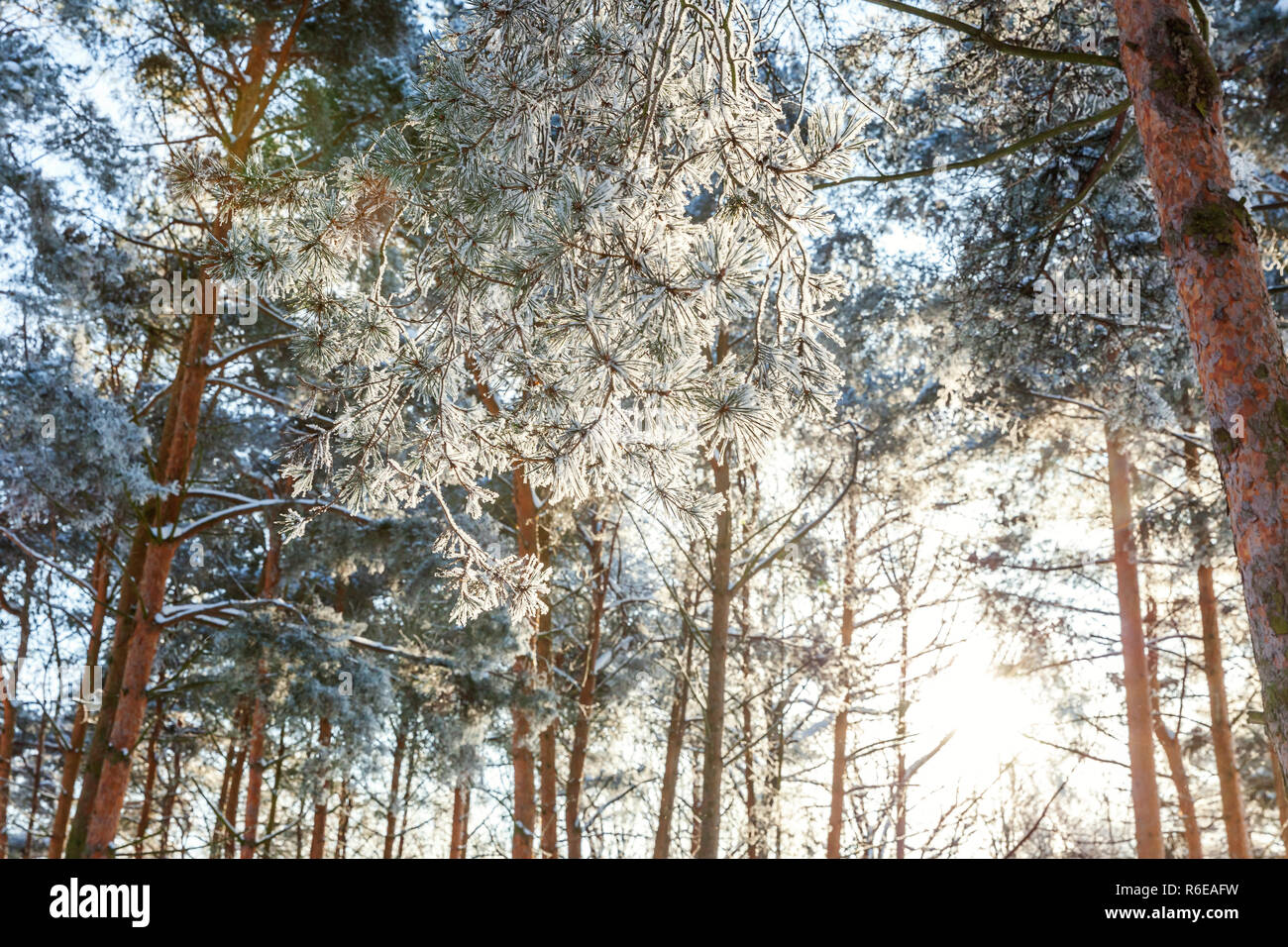 Frosty alberi in boschi innevati, freddo nella mattina di sole. Tranquilla natura invernale in presenza di luce solare. Di ispirazione naturale invernale parco o giardino. Raffreddare pacifica ecologia natura sullo sfondo del paesaggio Foto Stock