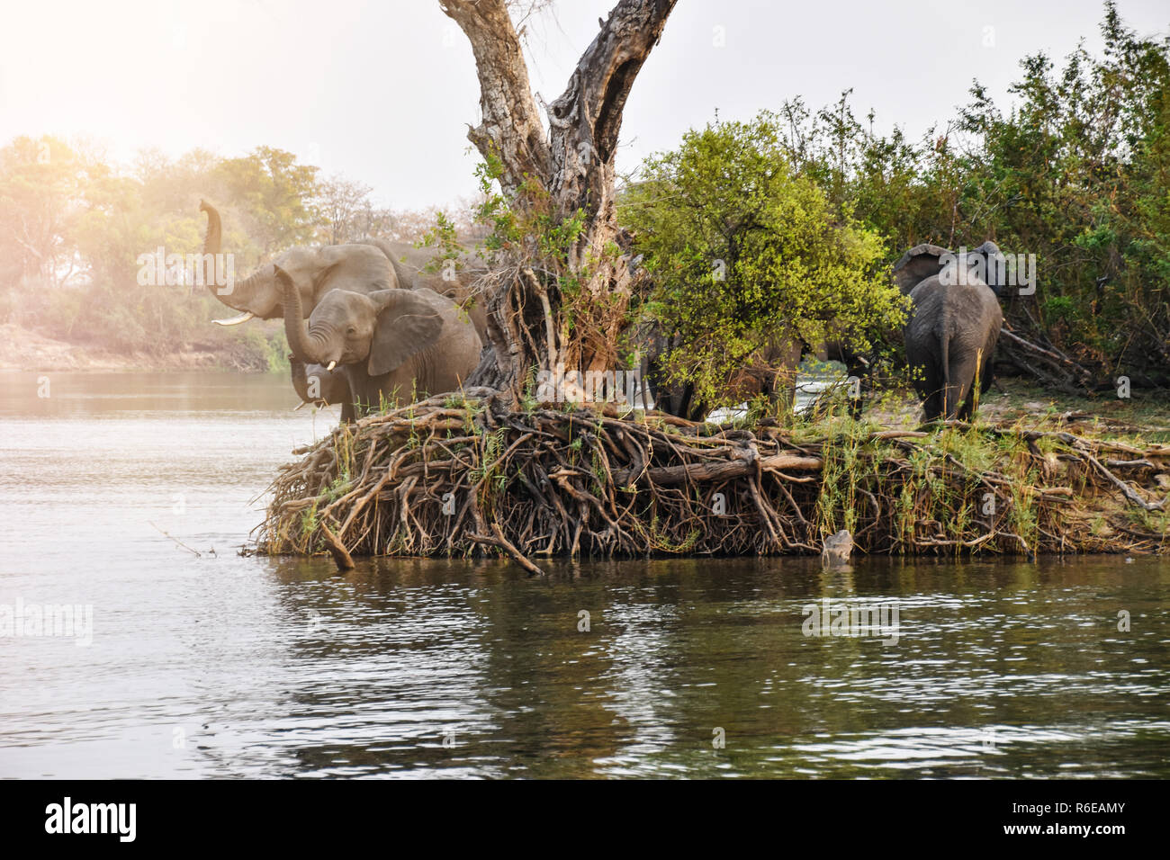 Gruppo di elefanti a riva del fiume Foto Stock