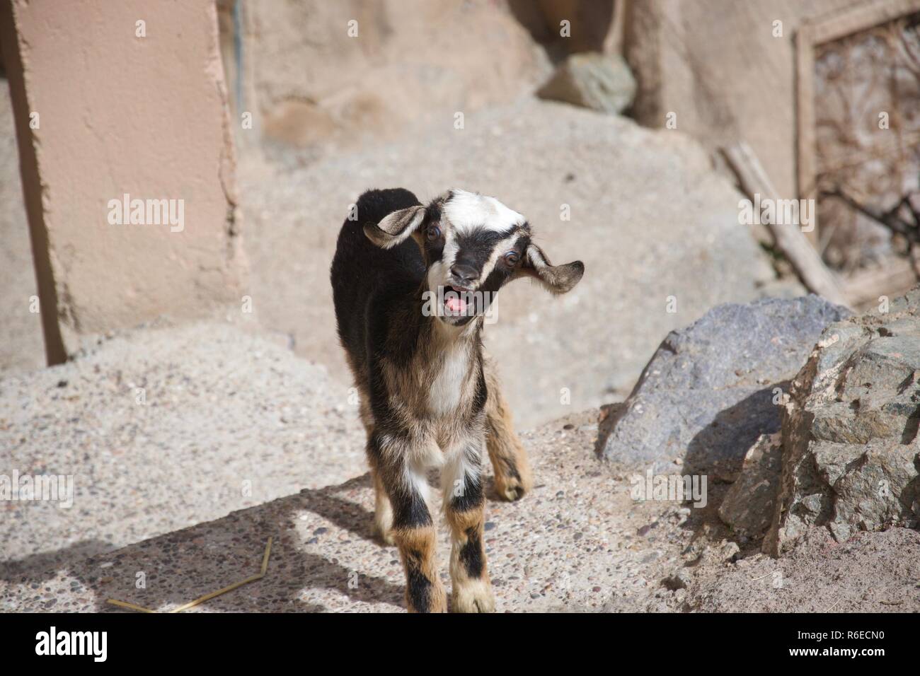 Belati capra guardando la fotocamera con una bocca aperta Foto Stock
