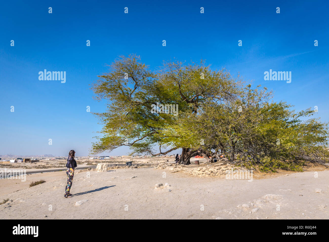 Bahrein, Feb 3nd 2018 - un turista in cerca di un albero di vita in Bahrain Foto Stock