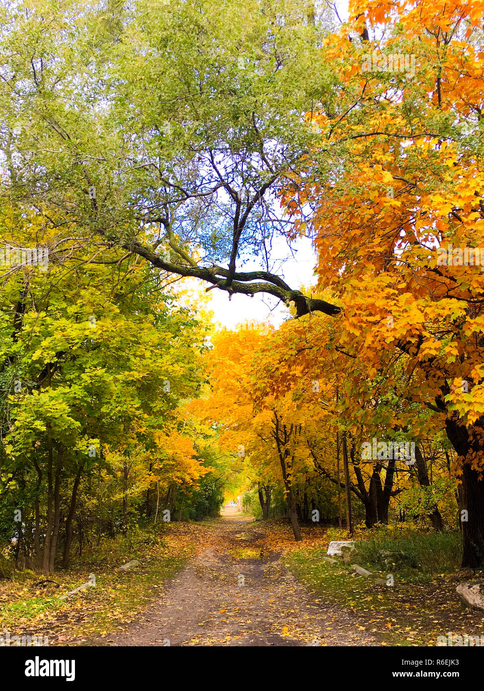 Colorato alberi di acero in autunno. Bellissimi colori autunnali. Ontario Canada Foto Stock