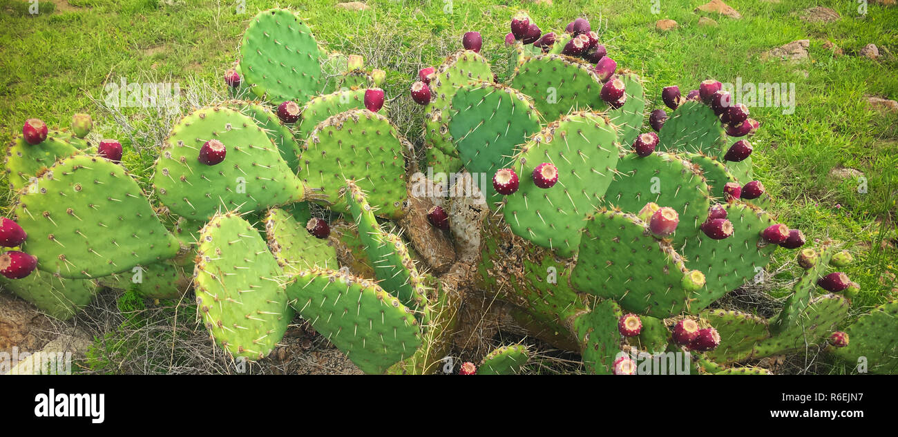 Cactus messicani con piante mature mele deliziose su di essi. Un sacco di piccole spine Foto Stock