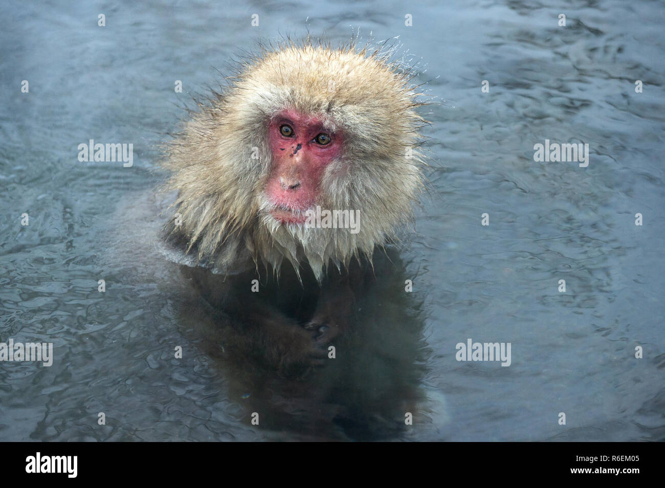 Snow monkey. I giapponesi macaque ( nome scientifico: Macaca fuscata), noto anche come la neve scimmia. Foto Stock